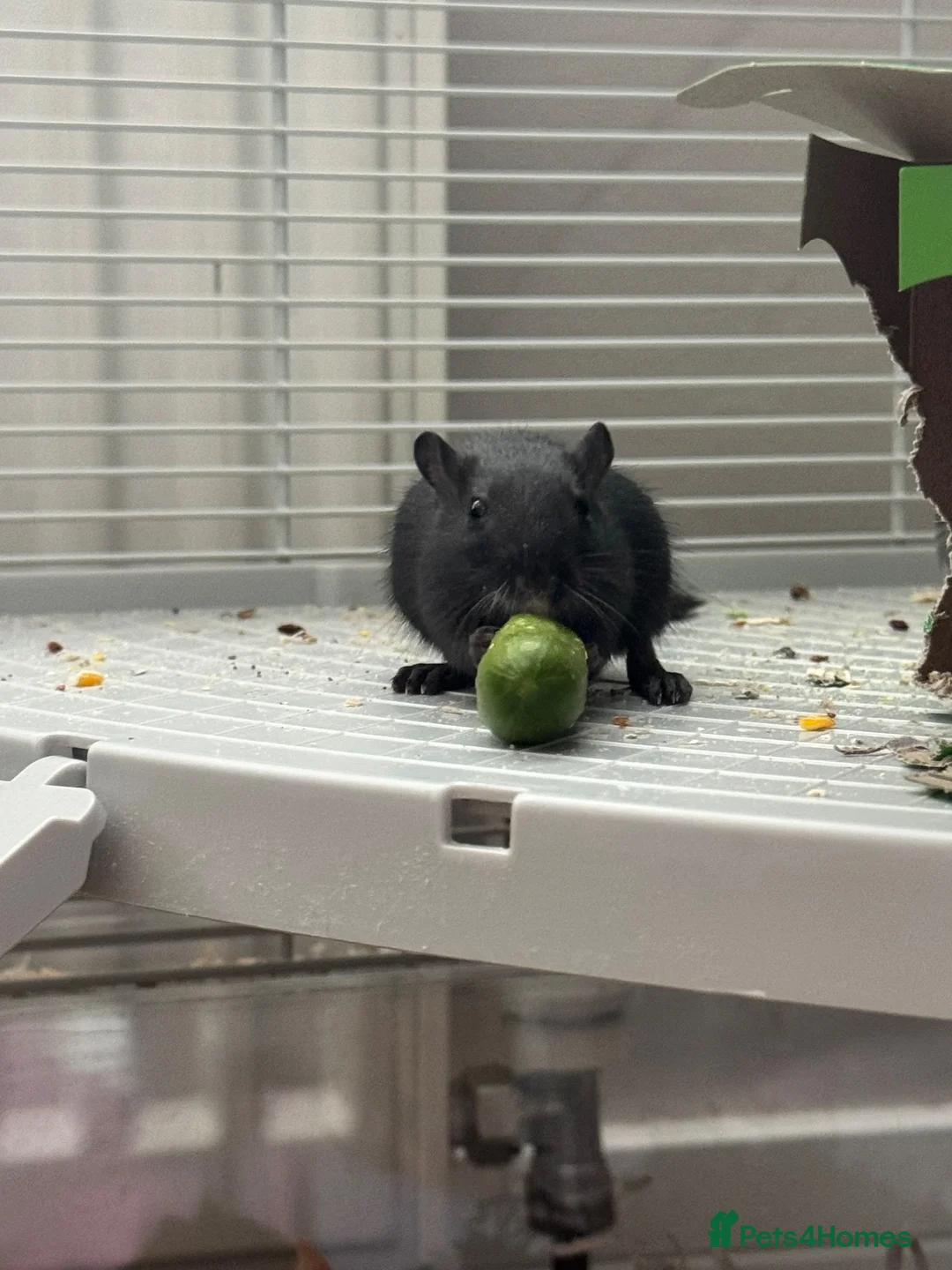 Gerbil rodents for sale: 2 x Female Gerbils  in Jedburgh - Advert 3