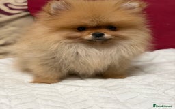 Pomeranian dogs for sale: Fabulous Pomeranian Girl Puppies  - Image 20