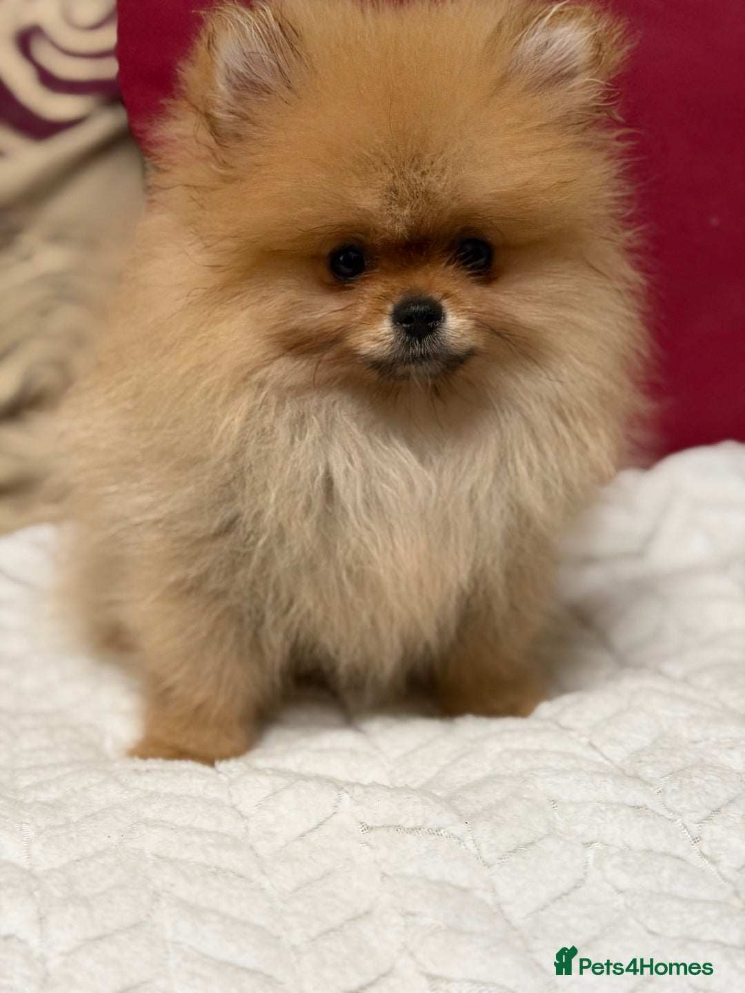 Pomeranian dogs for sale: Fabulous Pomeranian Girl Puppies  - Image 20