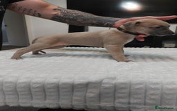 Whippet dogs for sale: Whippet pups  - Image 3