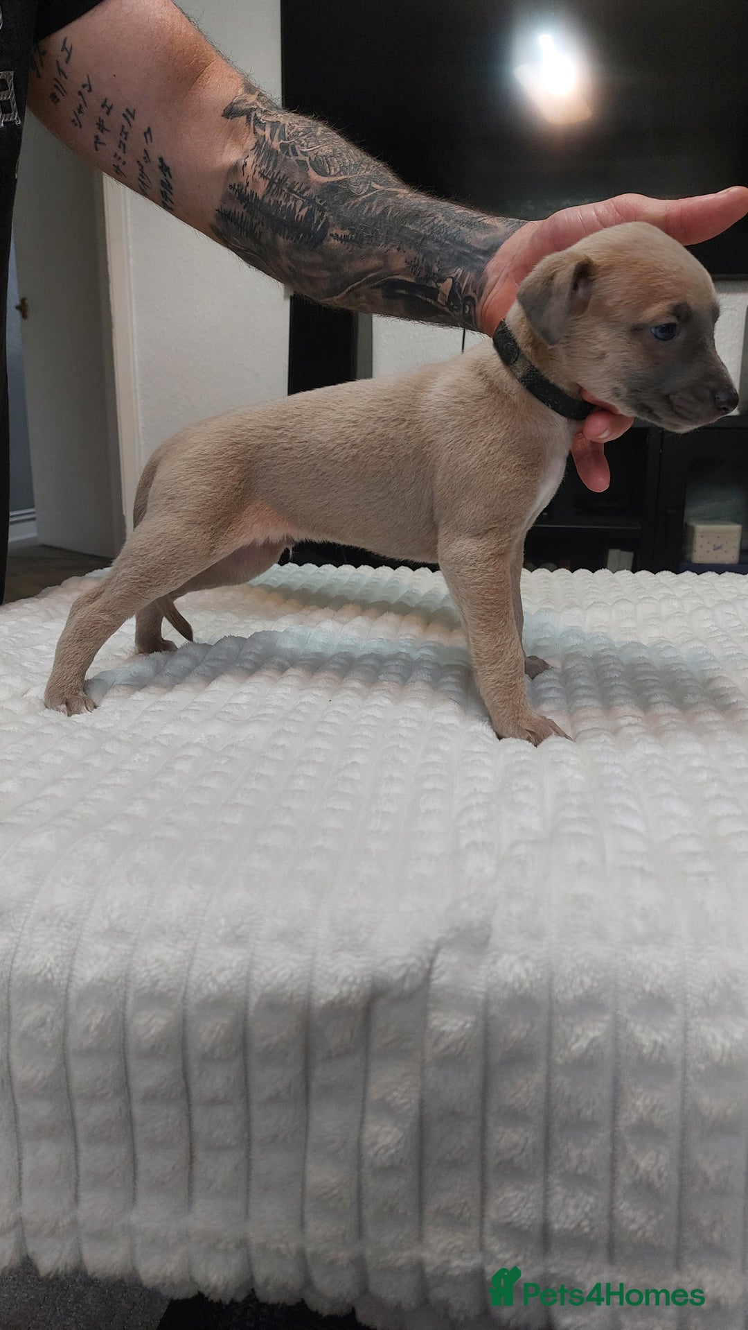 Whippet dogs for sale: Whippet pups  - Image 3