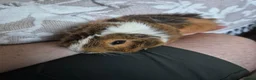 Guinea Pig rodents for sale: 2 x male guinea pigs  in Worthing - Advert 3