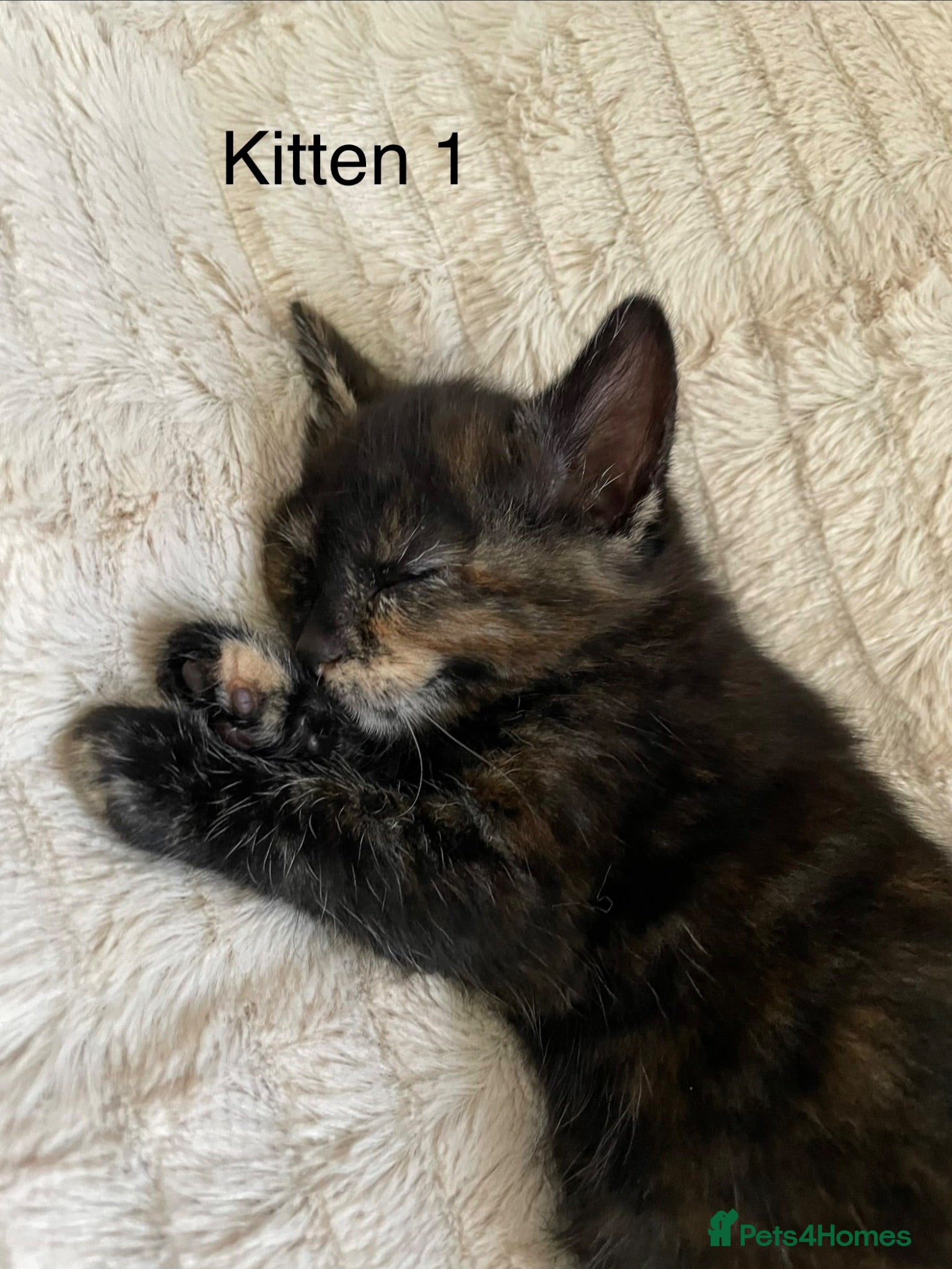 Mixed Breed cats 2 adorable kittens ❤️ - Advert 1