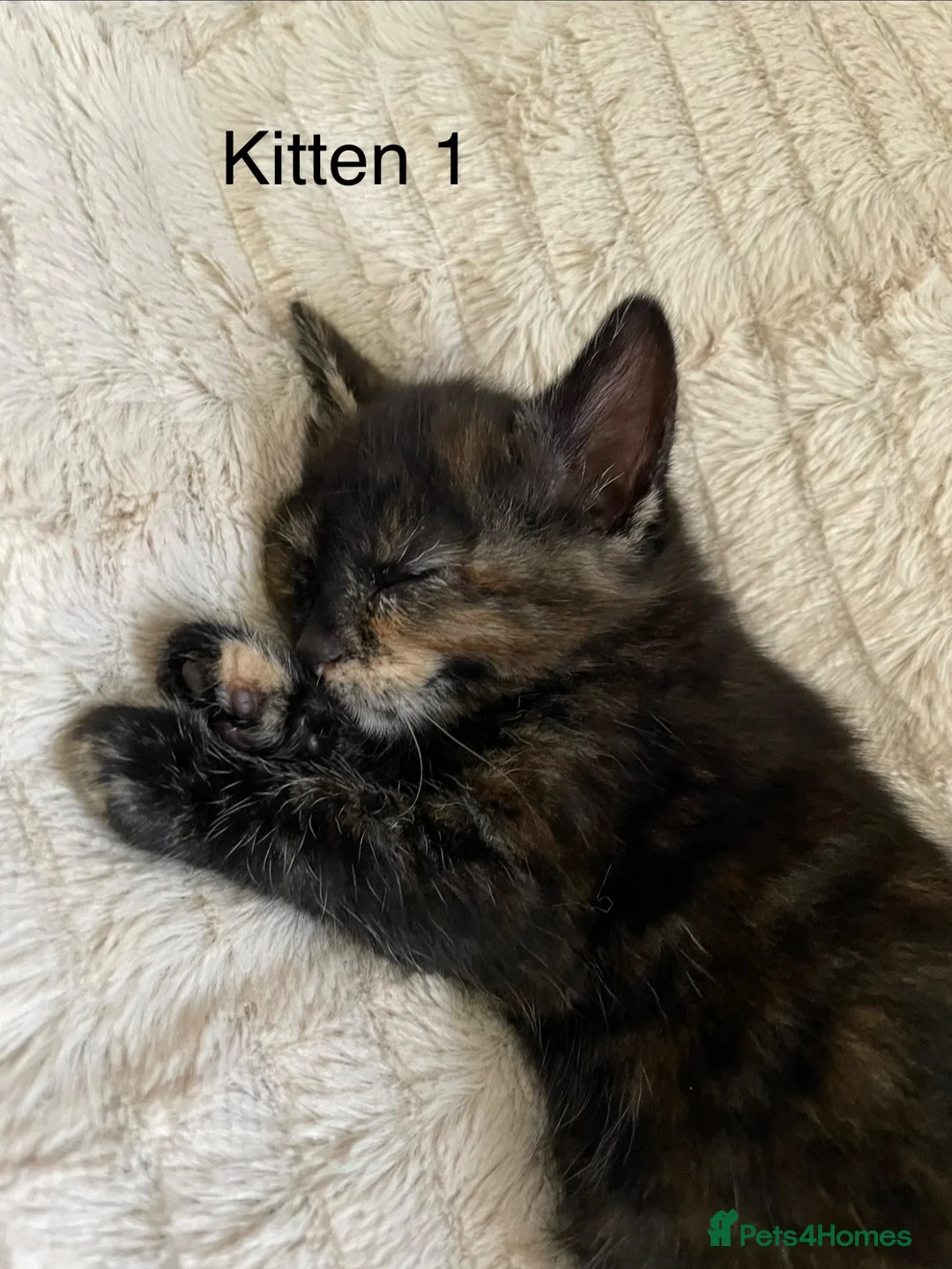 Mixed Breed cats for sale: 2 adorable kittens ❤️ in Great Yarmouth - Advert 1