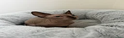 Sphynx cats for sale: All - sphynx boy - Advert 3