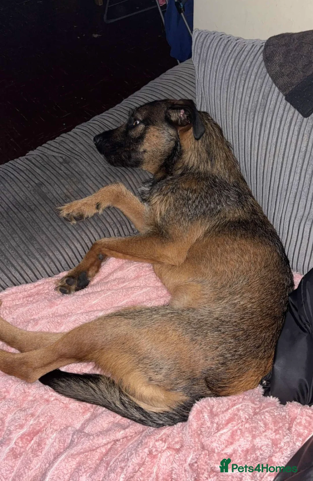 Mixed Breed dogs for sale: Test bully J in London - Advert 1