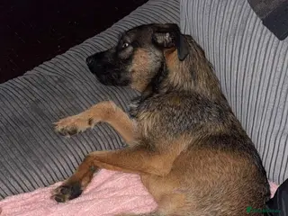 Mixed Breed dogs Test bully J - Advert 1