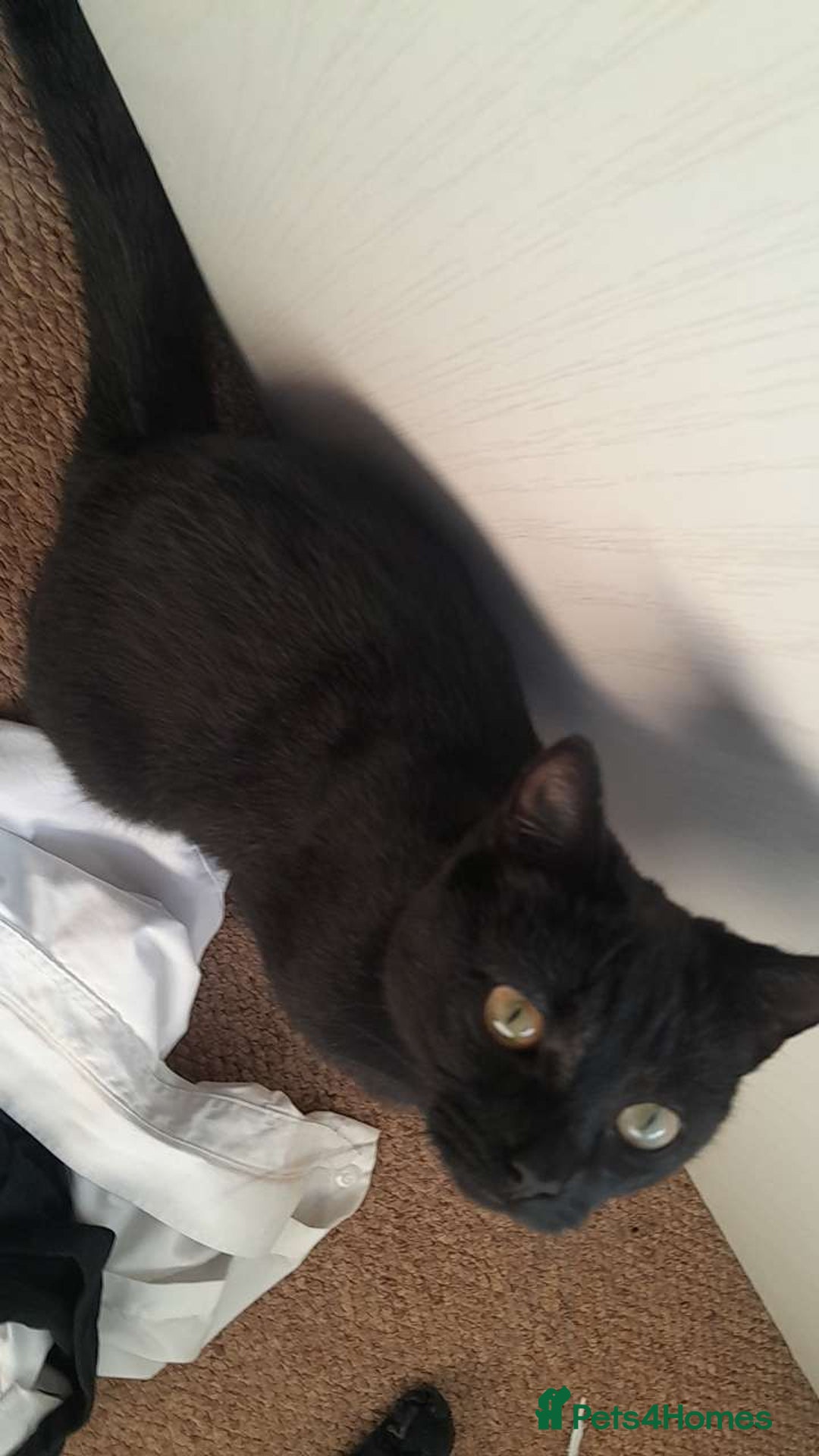 Bombay cats for sale: Cat for sale - Mowgli  - Advert 4