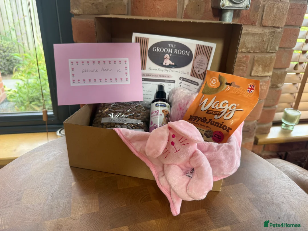Cockapoo dogs for sale:      F1 Cockapoo Puppies  | Health Tested  - Advert 40