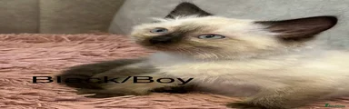 Ragdoll 2 £525