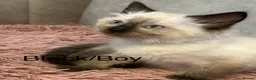 Ragdoll cats for sale: Chocolate Sealpoint Ragdolls £475 - Advert 9