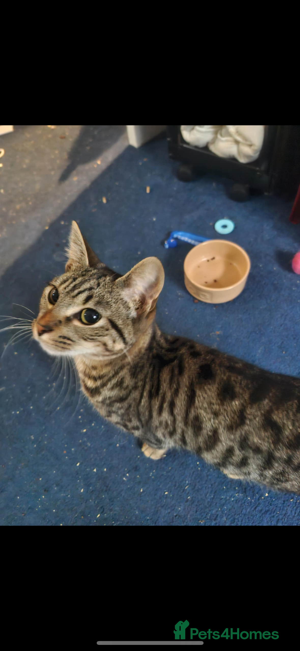 Domestic Shorthair cats Rescue cats- 60 in total, kittens/ adults🧡🙏 - Advert 1