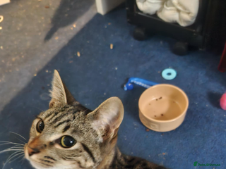 Domestic Shorthair cats Rescue cats- 60 in total, kittens/ adults🧡🙏 - Advert 14