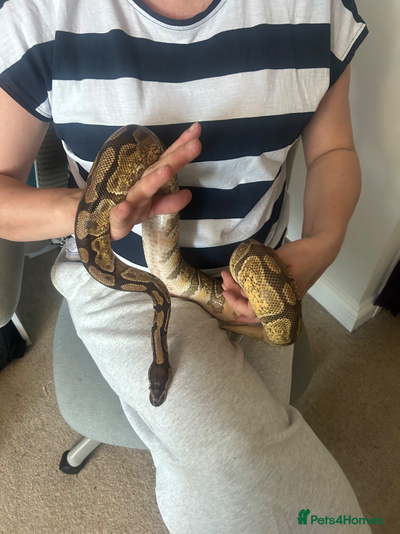 Snake reptiles 2x Royal Pythons  - Advert 3