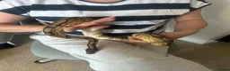 Snake reptiles for sale: 2x Royal Pythons  in Poole - Advert 1