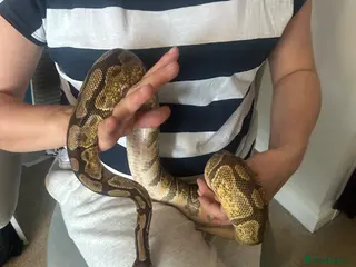 Snake reptiles 2x Royal Pythons - Advert 1