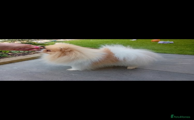 Pomeranian dogs - Advert 1