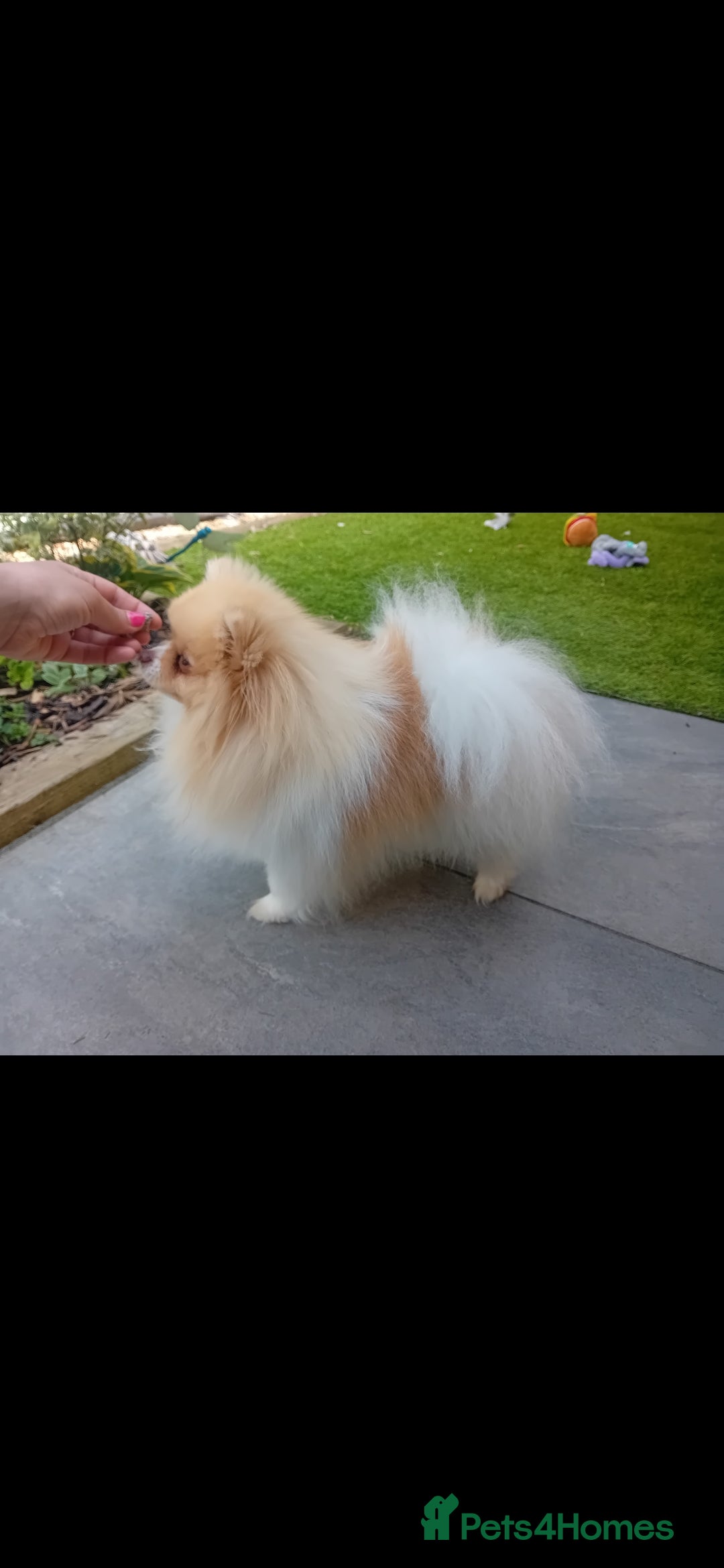 Pomeranian dogs for stud: Stunning KC registered pedigree STUD  - Advert 4