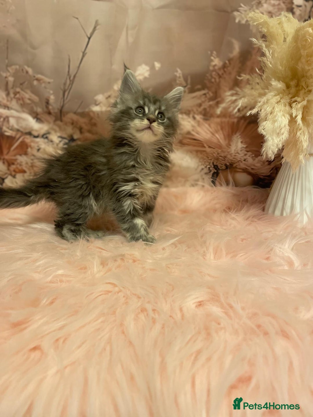 Maine Coon cats for sale: Maine Coon polydactyl (left two girls) - Advert 22