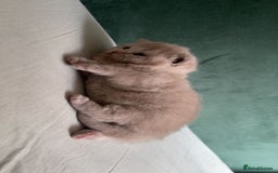 British Shorthair cats for sale: British shorthair Kittens - Image 4