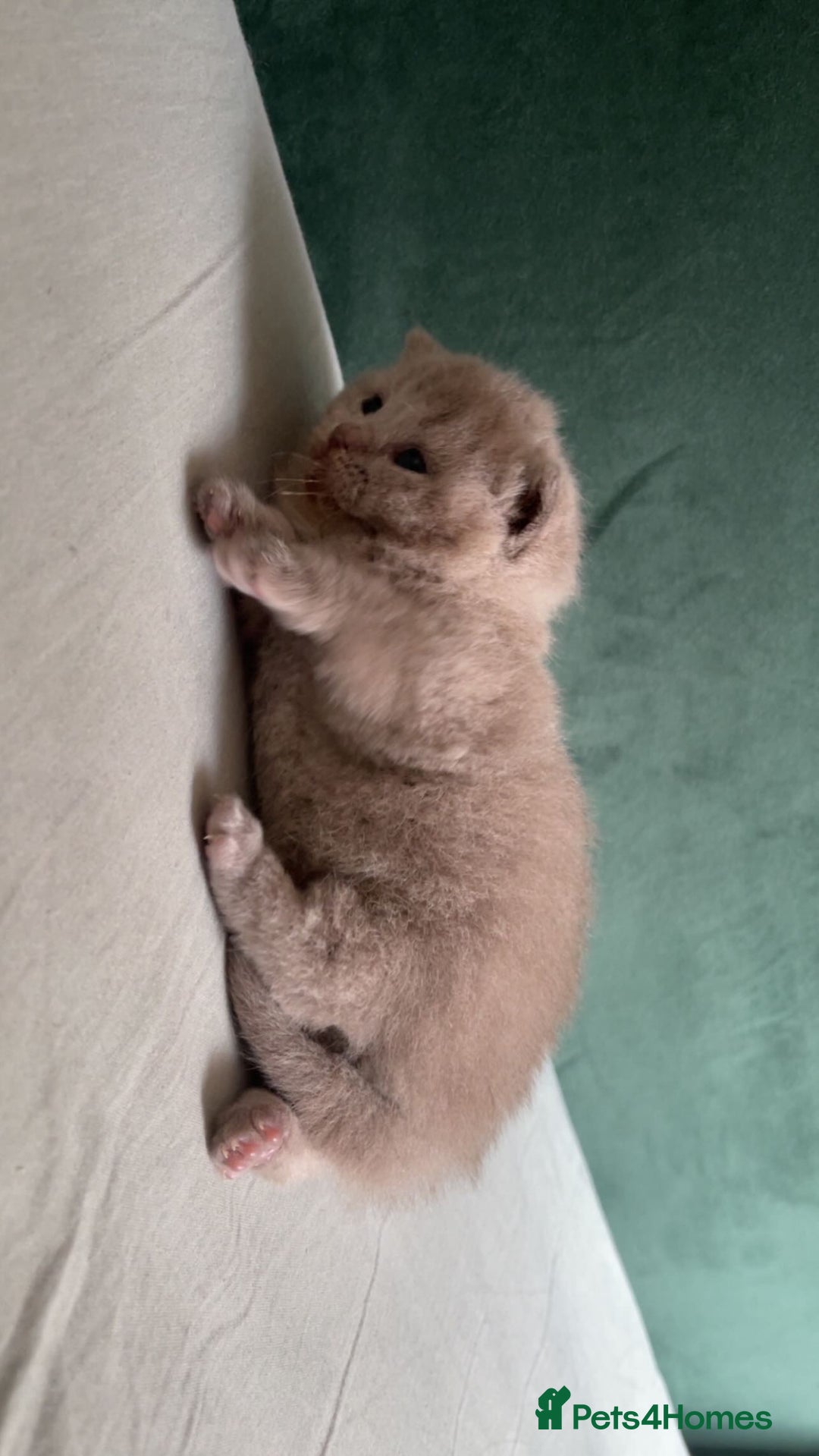 British Shorthair cats for sale: British shorthair Kittens - Image 4