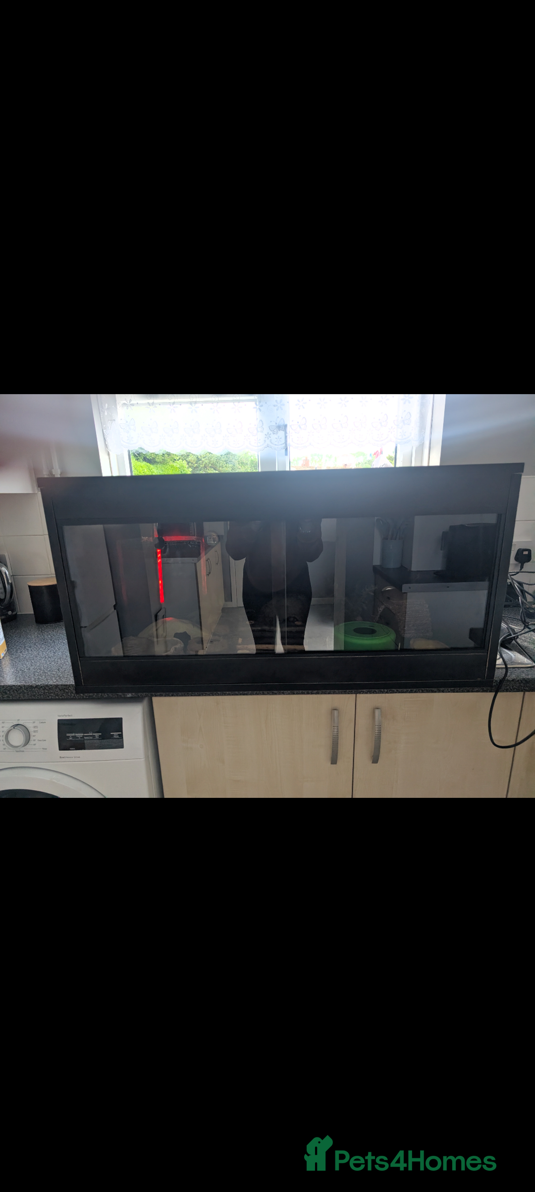 Leopard Gecko reptiles for sale: Friendly female leopard gecko  - Advert 3