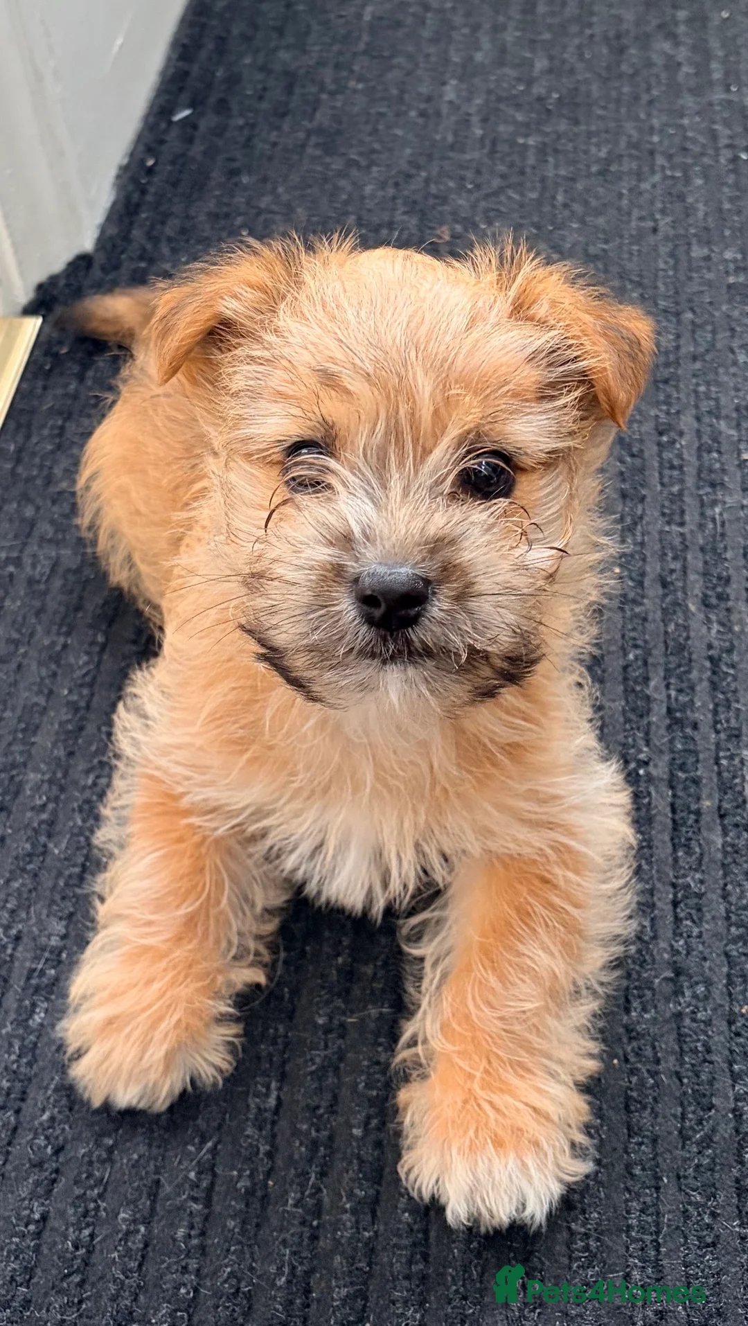 Mixed Breed dogs for sale: *REDUCED* Jack Russell x Yorkshire terrier puppy  - Advert 1