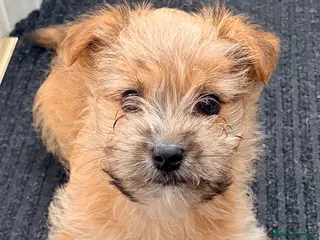 Mixed Breed dogs Gorgeous Jack Russell x Yorkshire terrier puppy - Advert 2