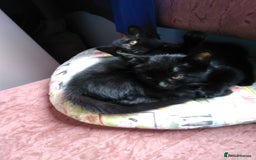 Domestic Shorthair cats for sale: Beautiful kittens looking for, forever homes. - Image 4