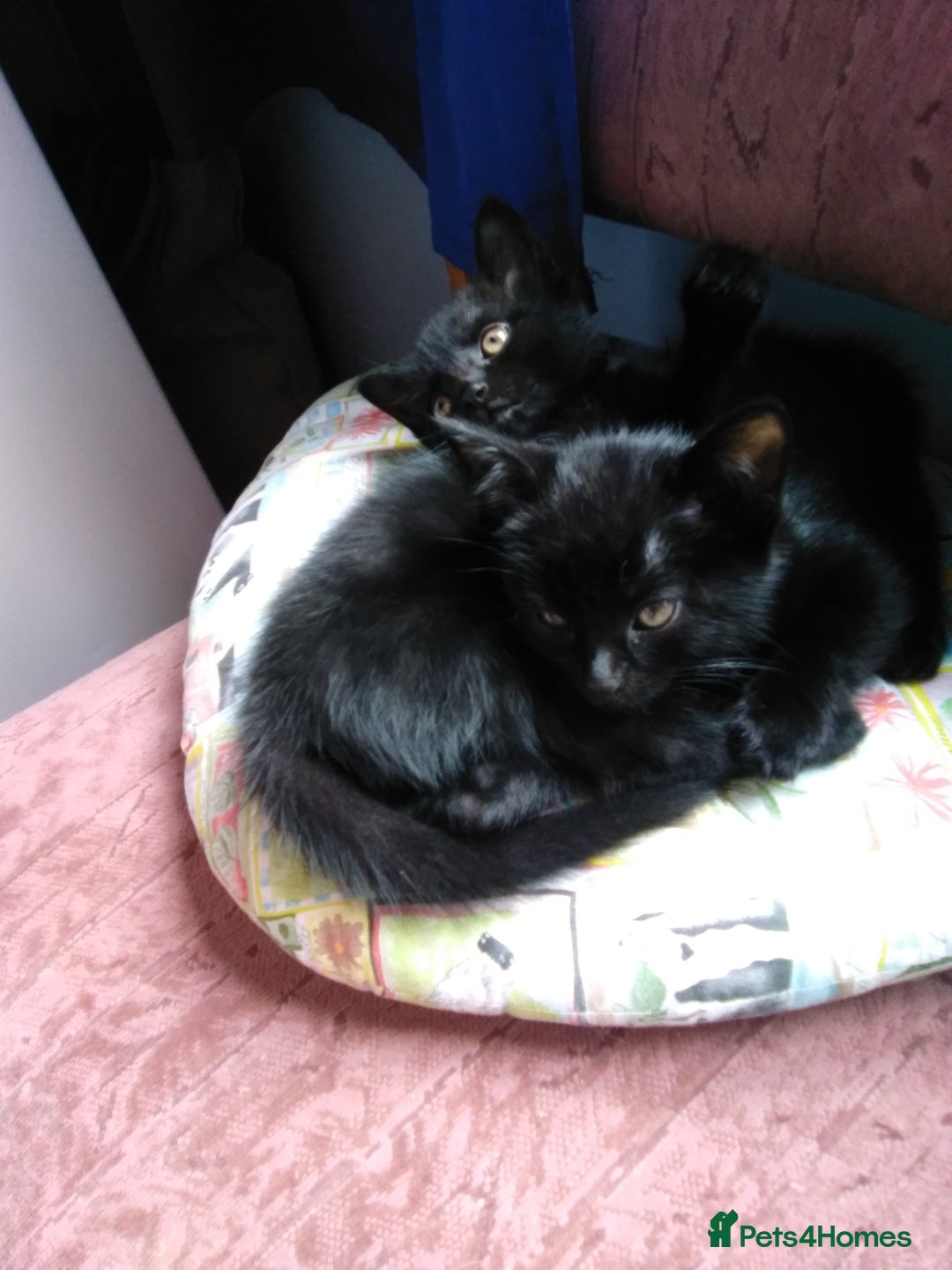 Domestic Shorthair cats for sale: Beautiful kittens looking for, forever homes. - Image 4