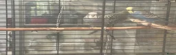 Budgerigars birds for sale: 4 budgirigards free to good home - Advert 4