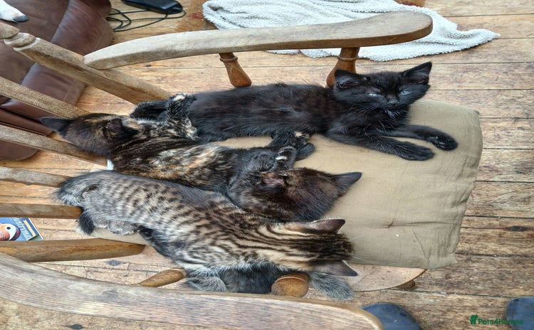 Domestic Shorthair cats - Advert 10