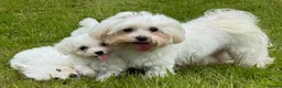 Mixed Breed dogs for sale: Beautiful litter of F1 Maltichon Puppies - Advert 2