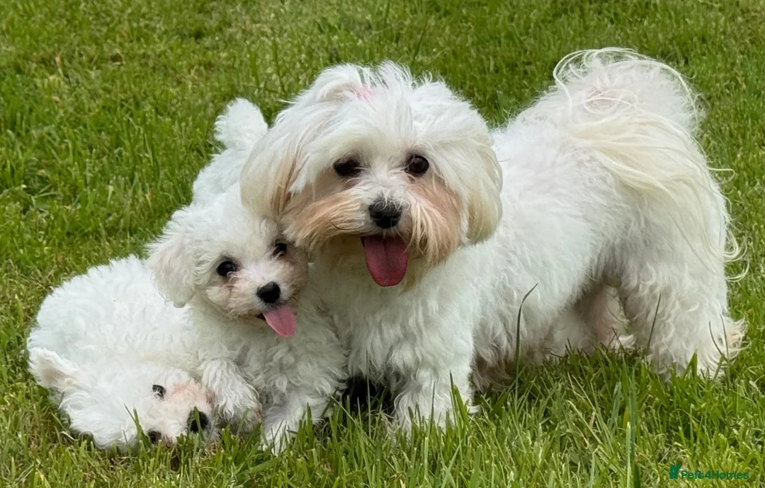Mixed Breed dogs for sale: Beautiful litter of F1 Maltichon Puppies - Advert 2