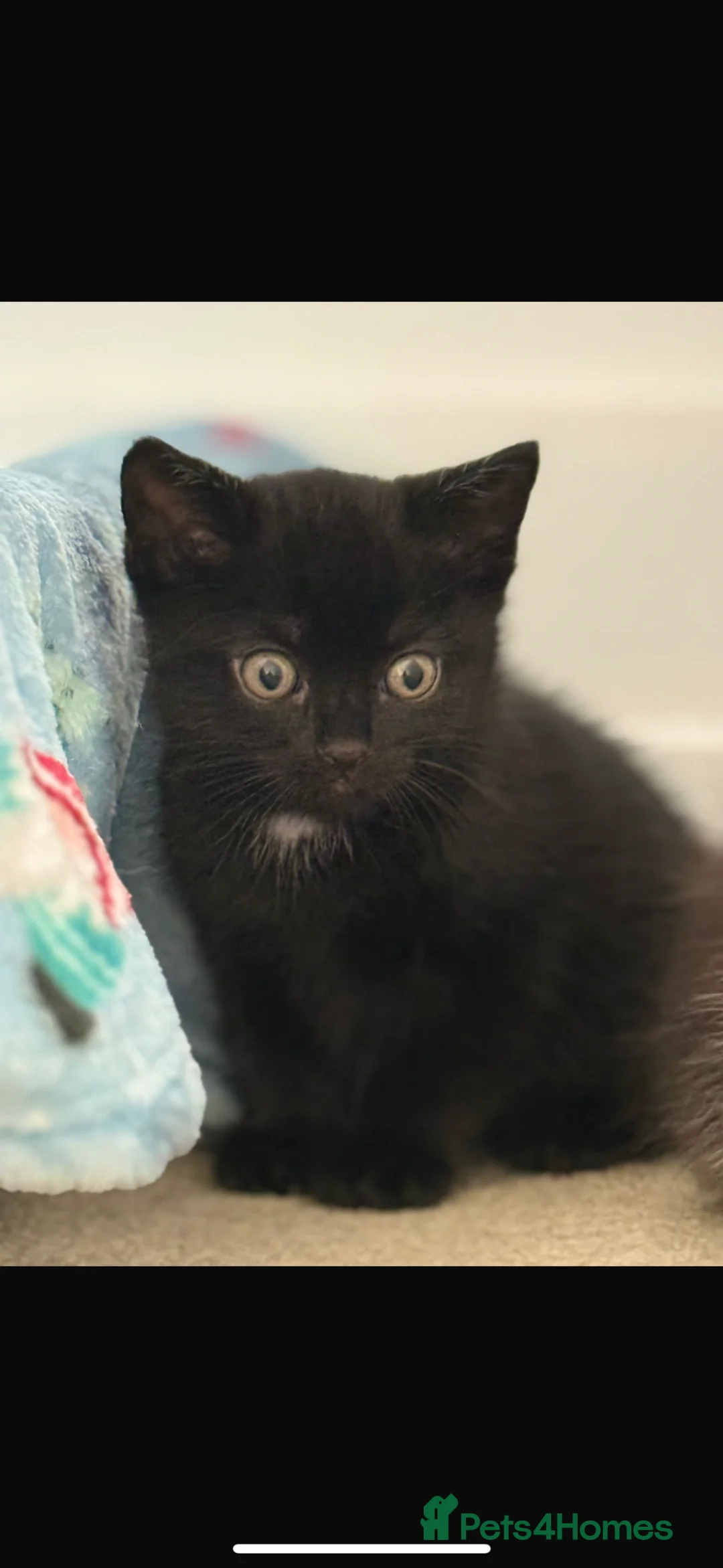 British Shorthair cats for sale: Last Male kitten left  - Advert 1