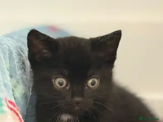 British Shorthair cats Last Male kitten left - Advert 8