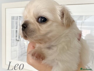 Chihuahua dogs KC qulity LC cream and choc chihuahua puppies - Advert 3