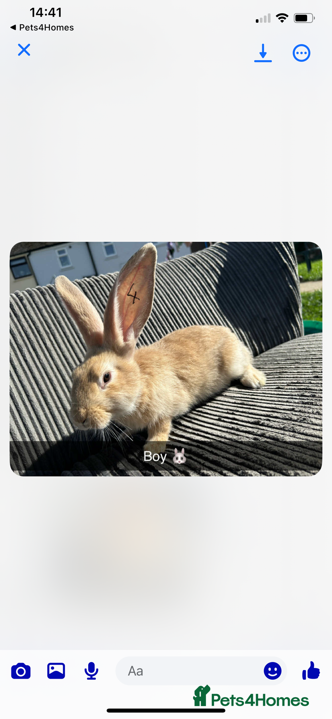 Continental Giant rabbits for sale: Continental giant  - Image 3