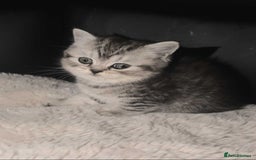 British Shorthair cats for sale: Beautiful bsh kittens looking for forever homes  - Image 25