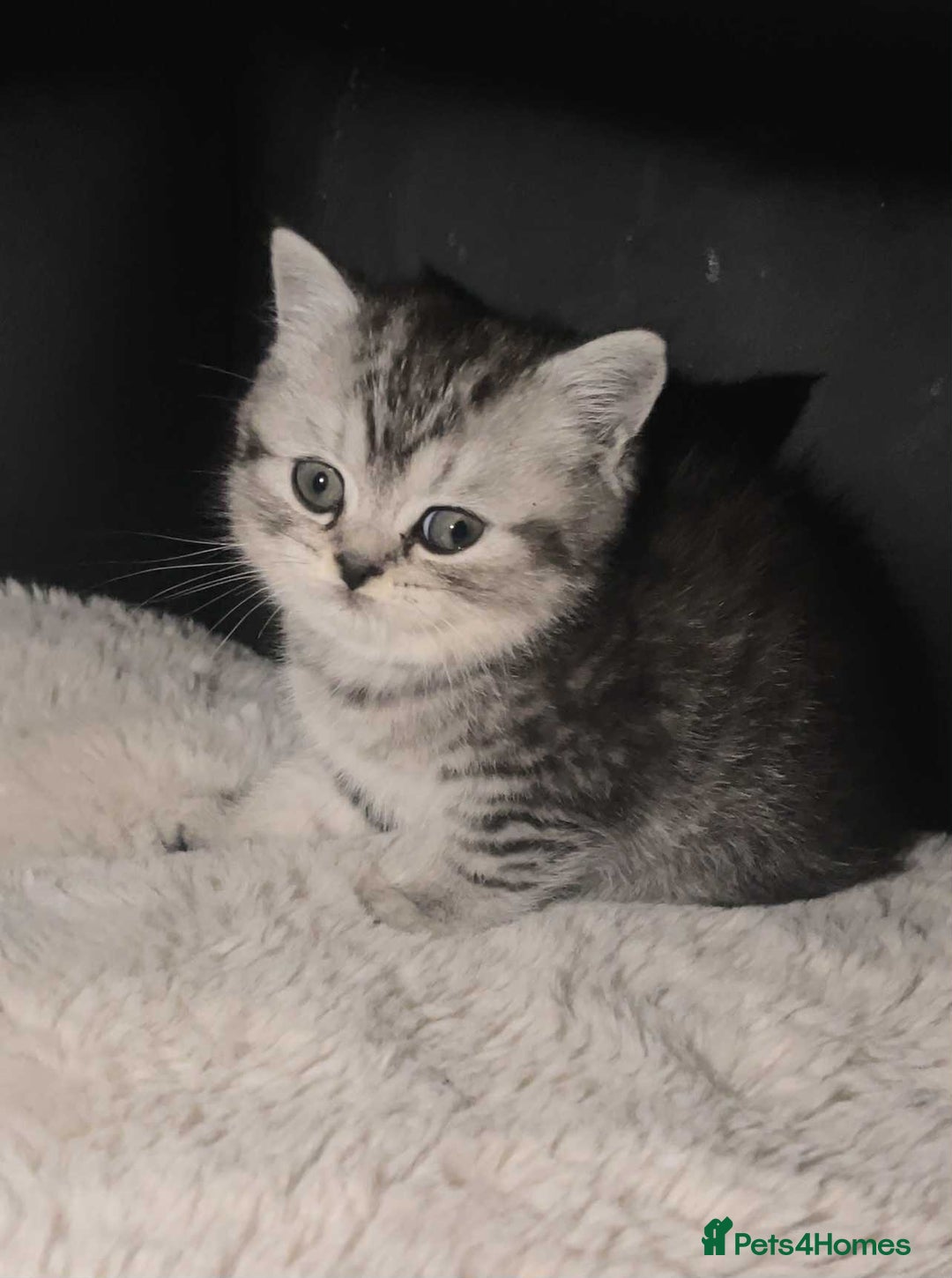 British Shorthair cats for sale: Beautiful bsh kittens looking for forever homes  - Image 25
