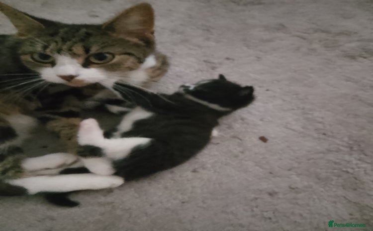 Mixed Breed cats - Advert 9