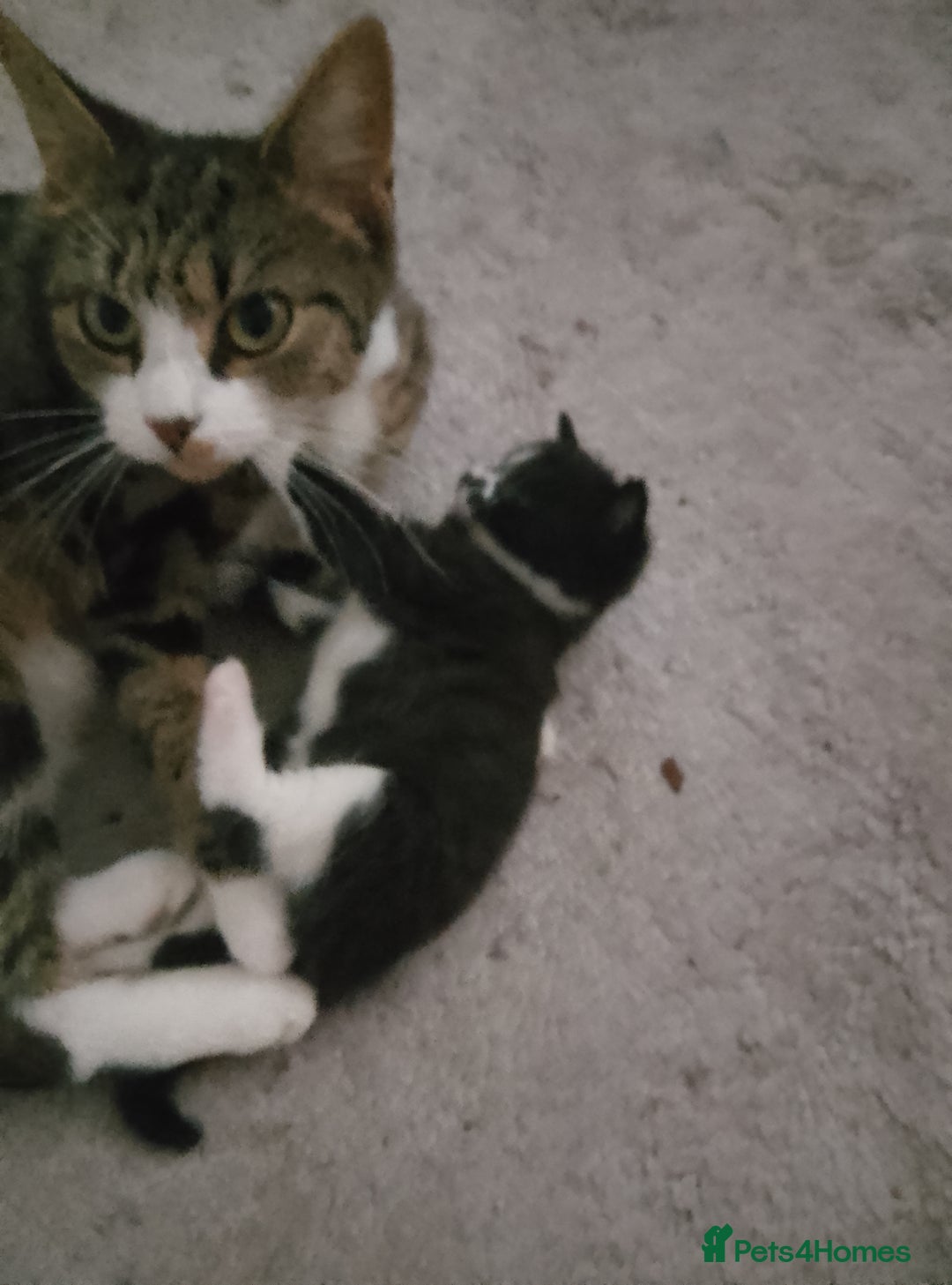 Mixed Breed cats for sale: 2 kittens  - Image 1