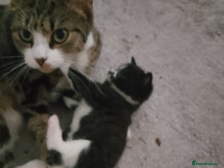 Mixed Breed cats 2 kittens - Advert 15