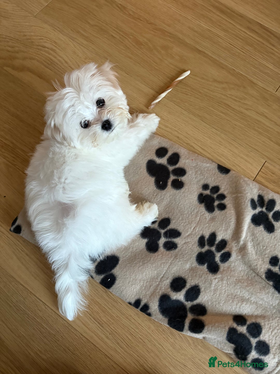 Maltese dogs for sale: Lovely male Maltese puppy  - Advert 4