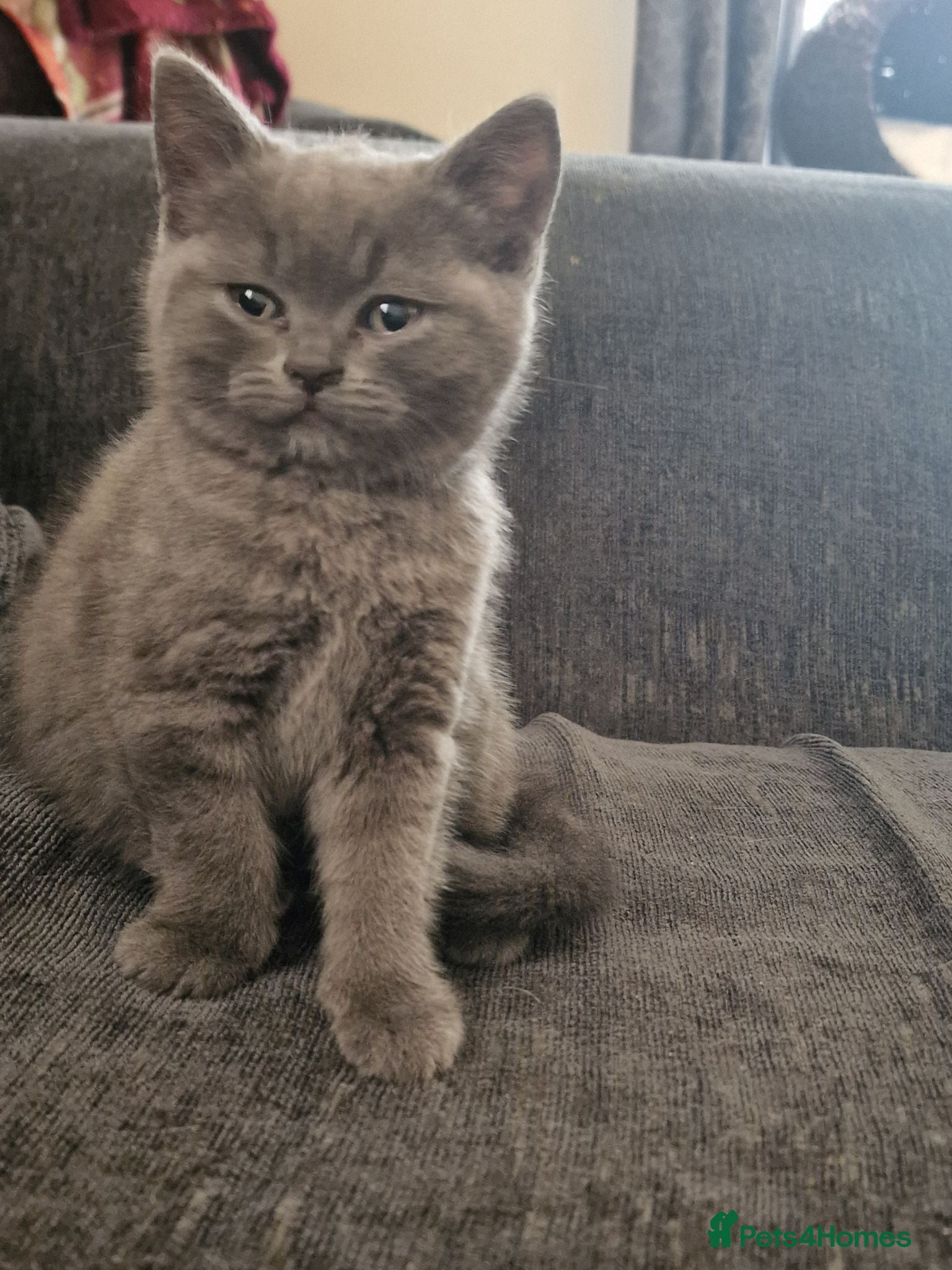 British Shorthair cats British shorthair kittens  - Advert 1