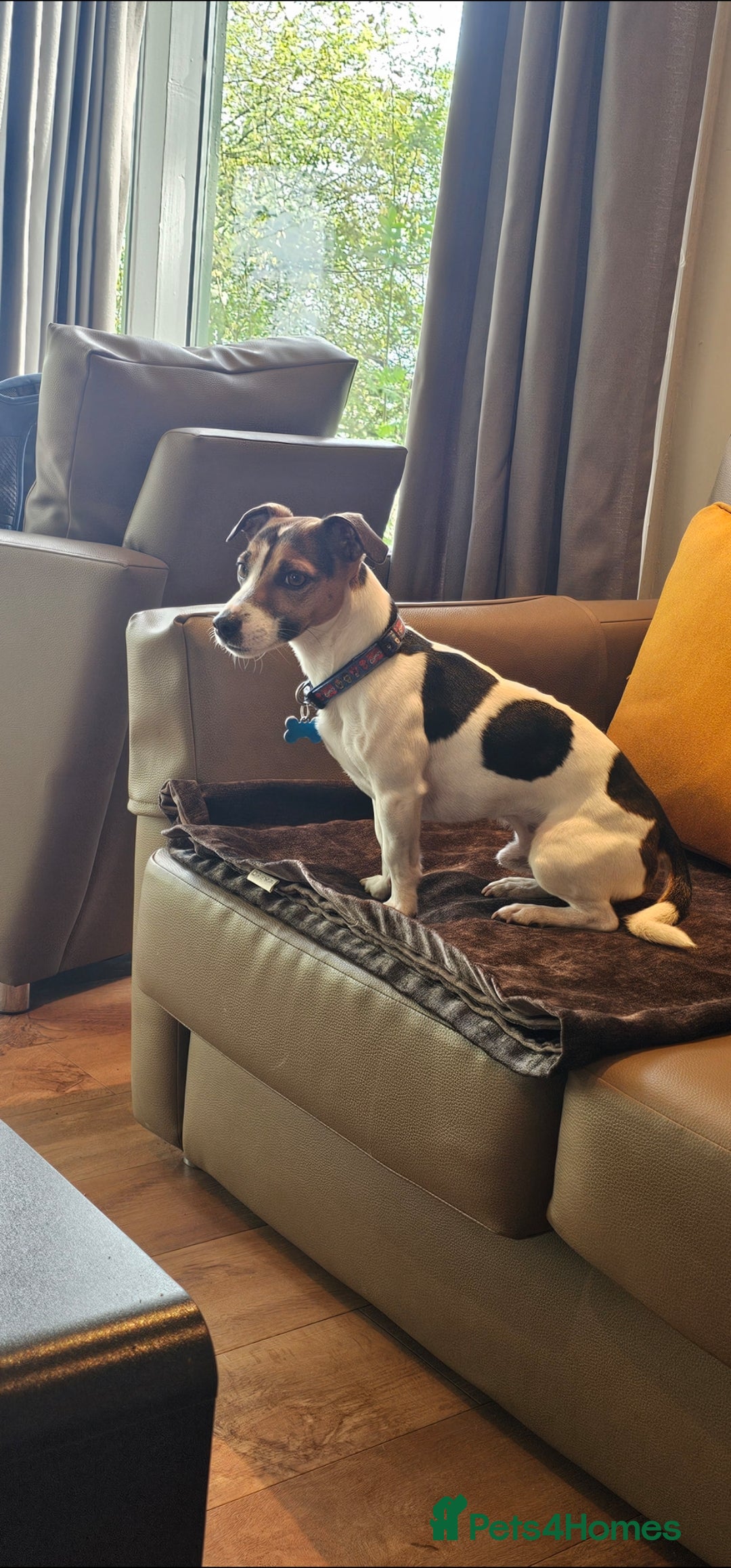 Jack Russell dogs for stud: Jack Russell Dog for Stud - Image 7