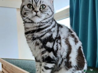 British Shorthair cats - Advert 14