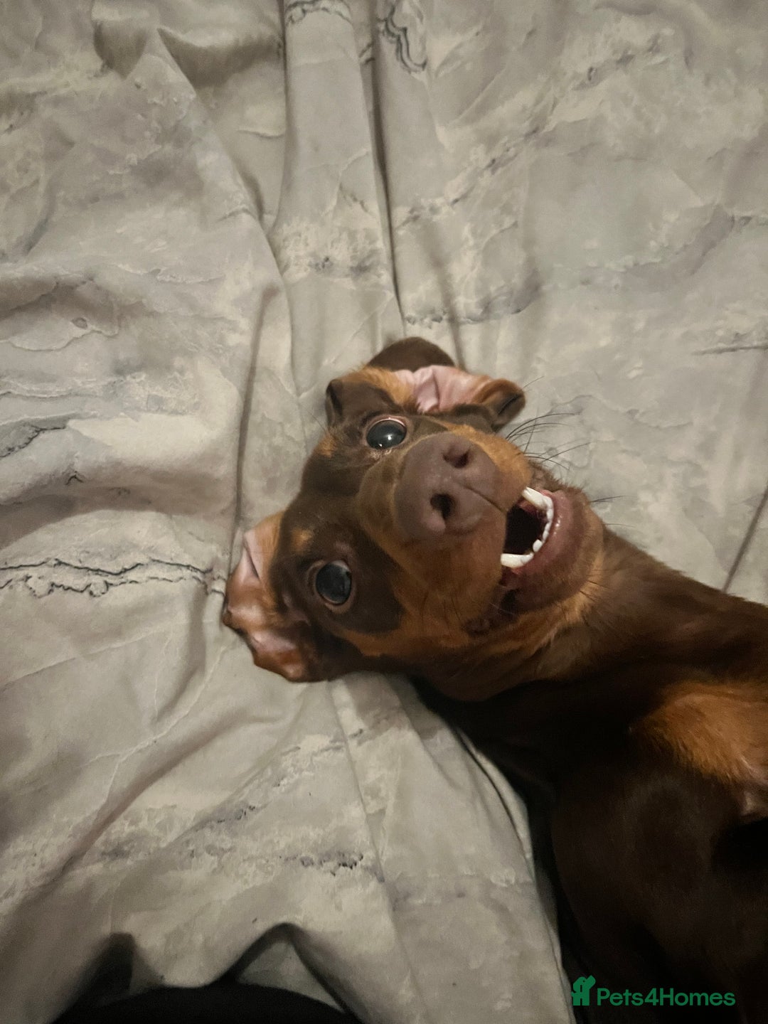 Dachshund dogs for sale: Dollie the Dachshund - Advert 2