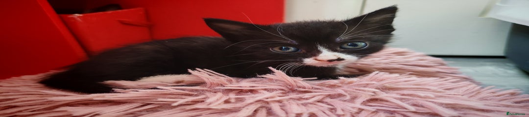 Mixed Breed Kitten 3