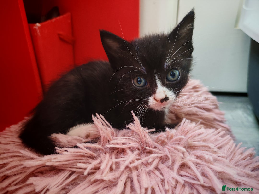 Mixed Breed cats for sale: Kittens for sale 🐱 - Image 10